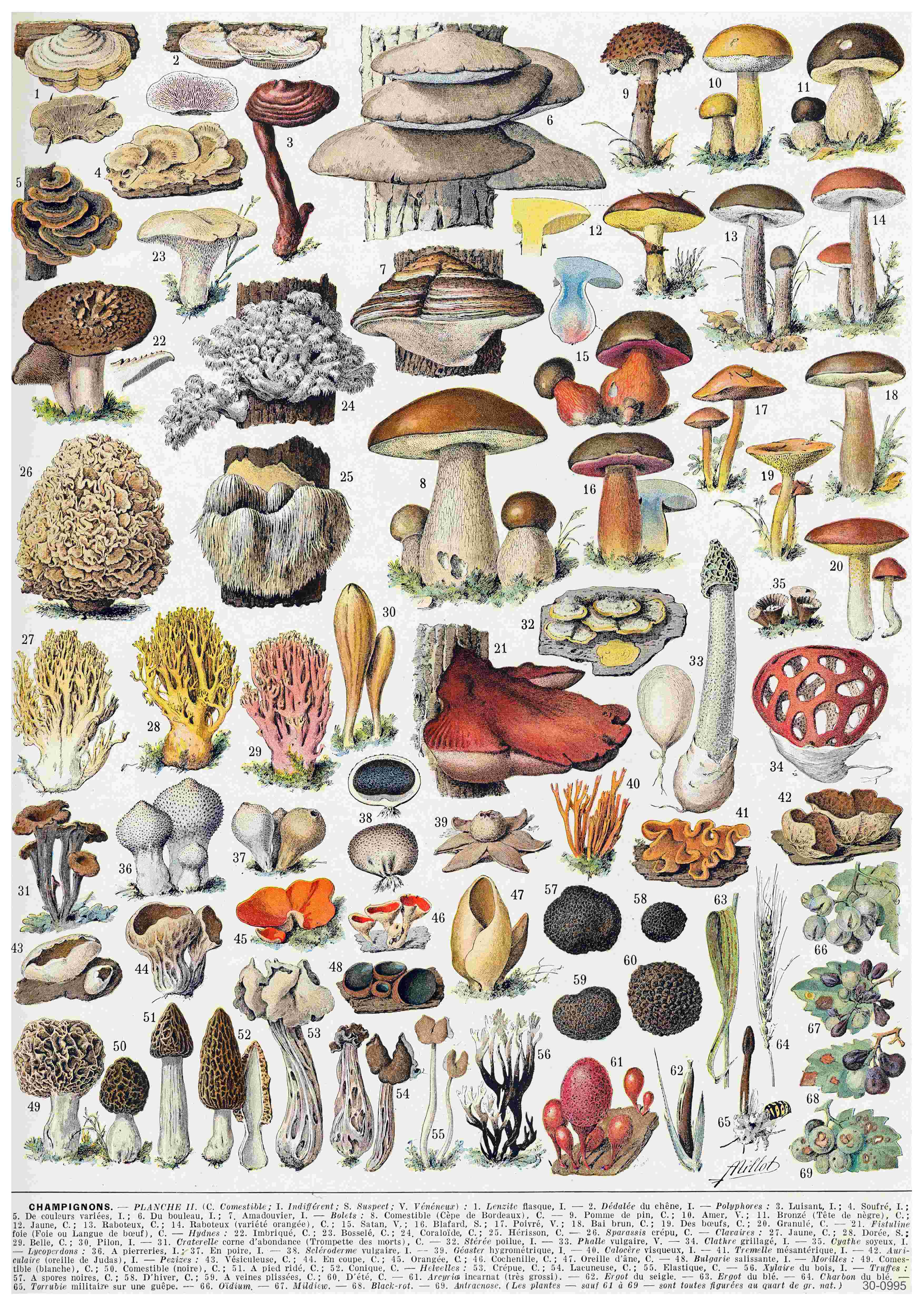 Adolphe Millot Champignons II