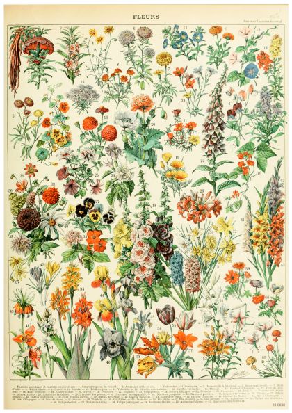 Adolphe Millot Fleurs III