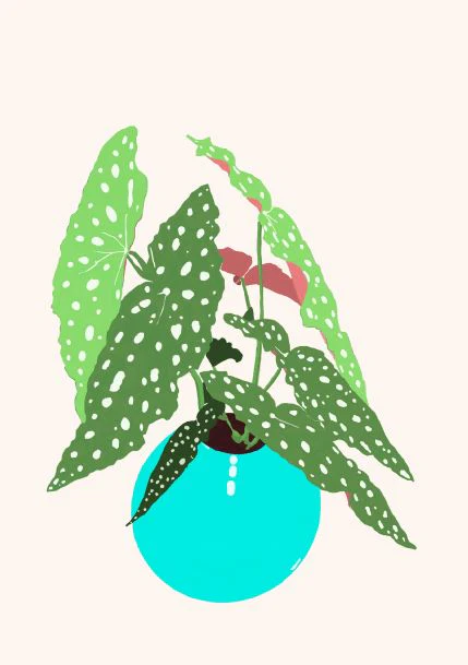 Begonia Maculata in Blue Pot A5