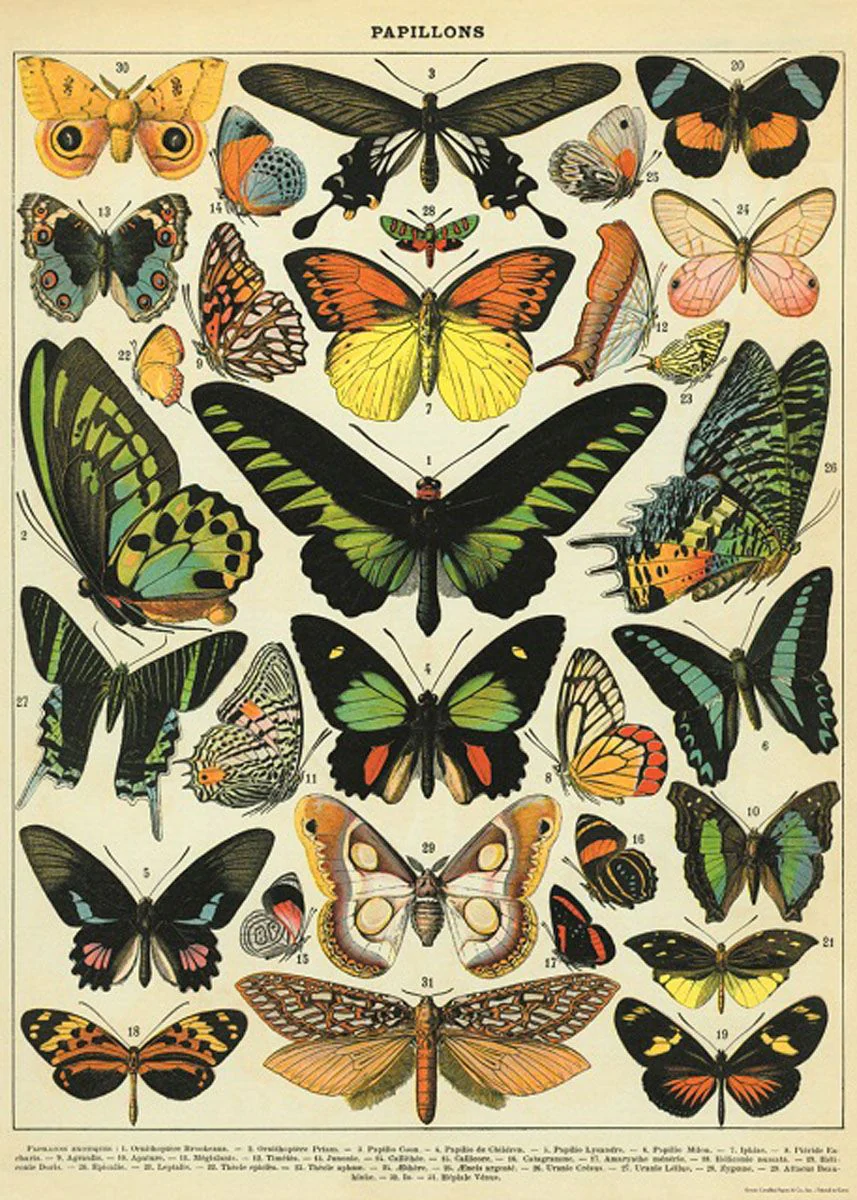 Butterflies Poster Wrap
