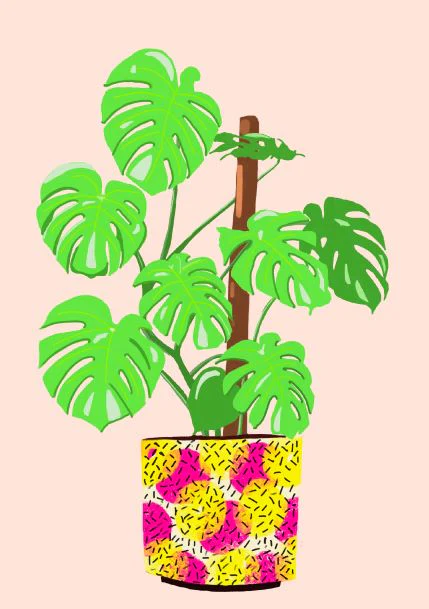 Monstera in 80s Pot
