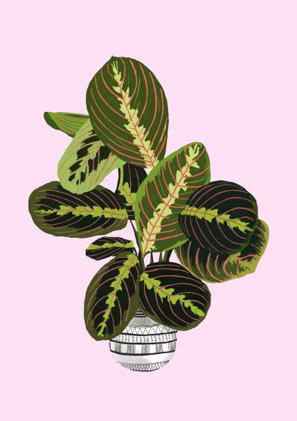 Prayer Plant in White Pot