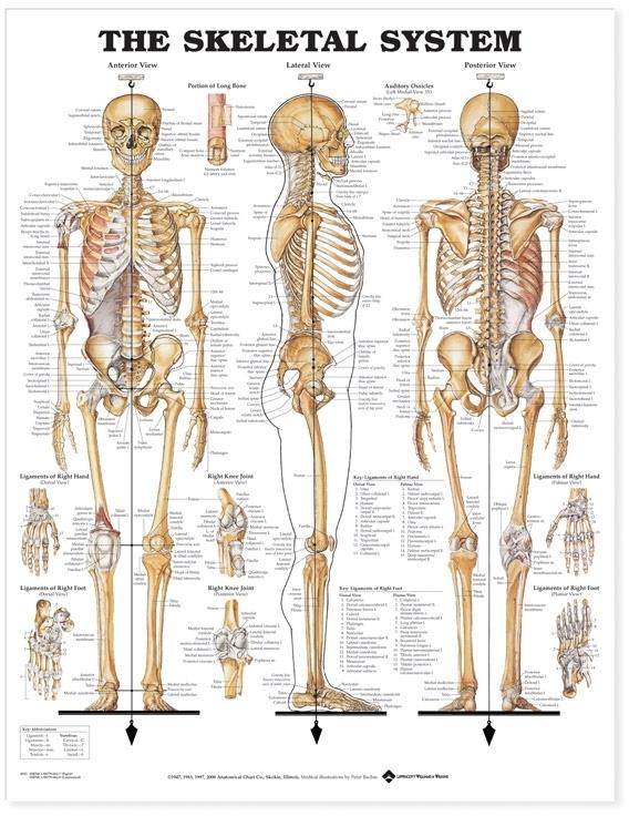 The Skeletal System