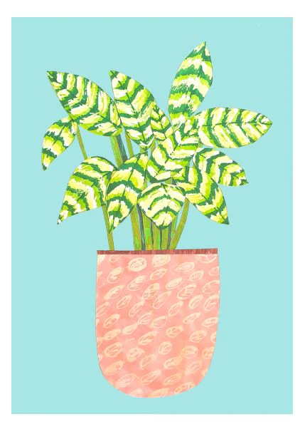 Variegata Plant Collage A5