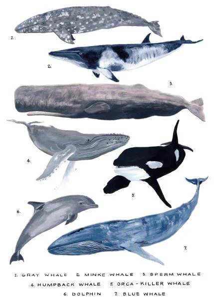 Whales Study Numbered by Simone Hale A5